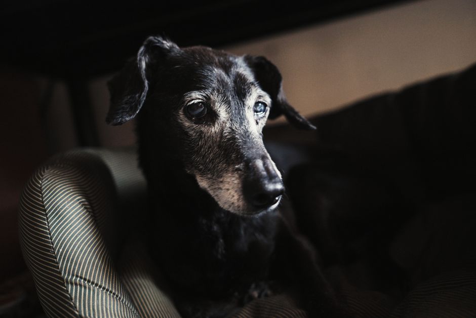 穏やかに寄り添うシニア犬と飼い主