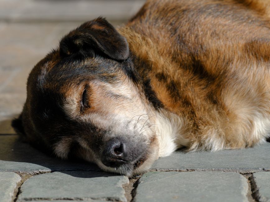 静かに寄り添う飼い主と犬