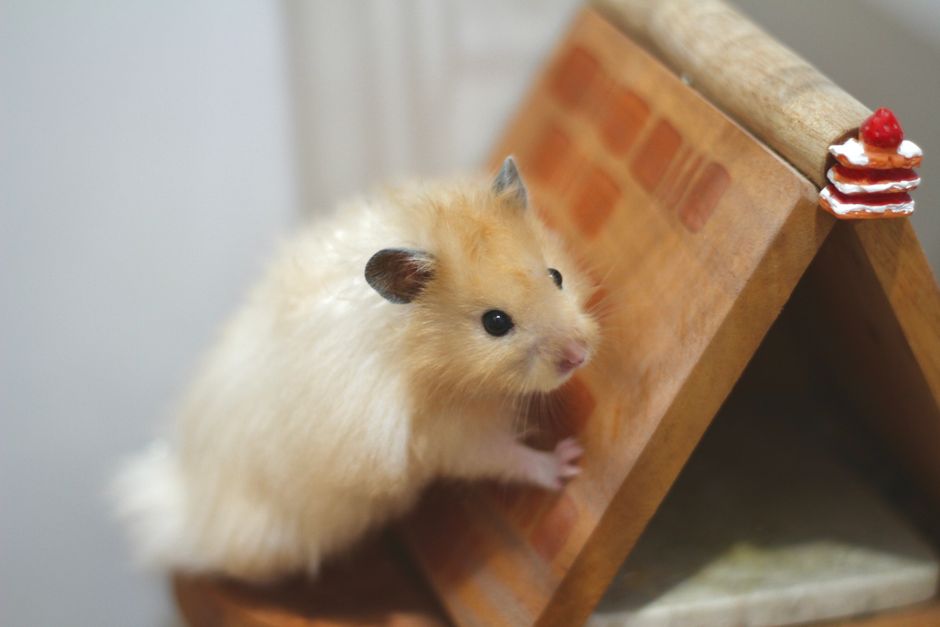 水槽の中でエラを揺らすウーパールーパーを見つめる飼い主