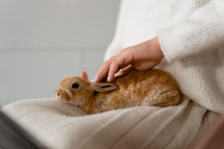 小さな生きものをやさしく見守る手のイメージ