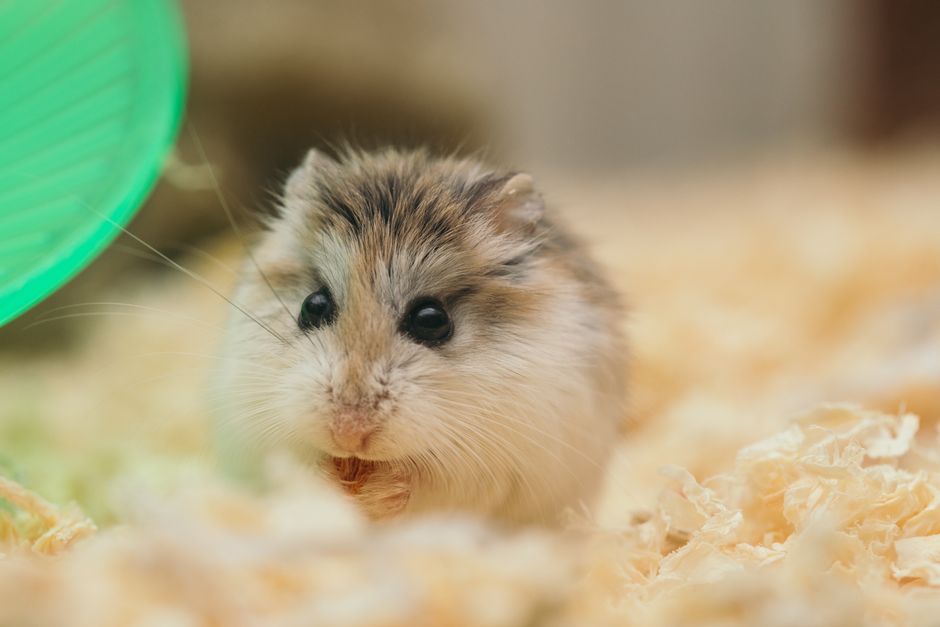 水槽の中をゆっくり泳ぐメダカの群れ