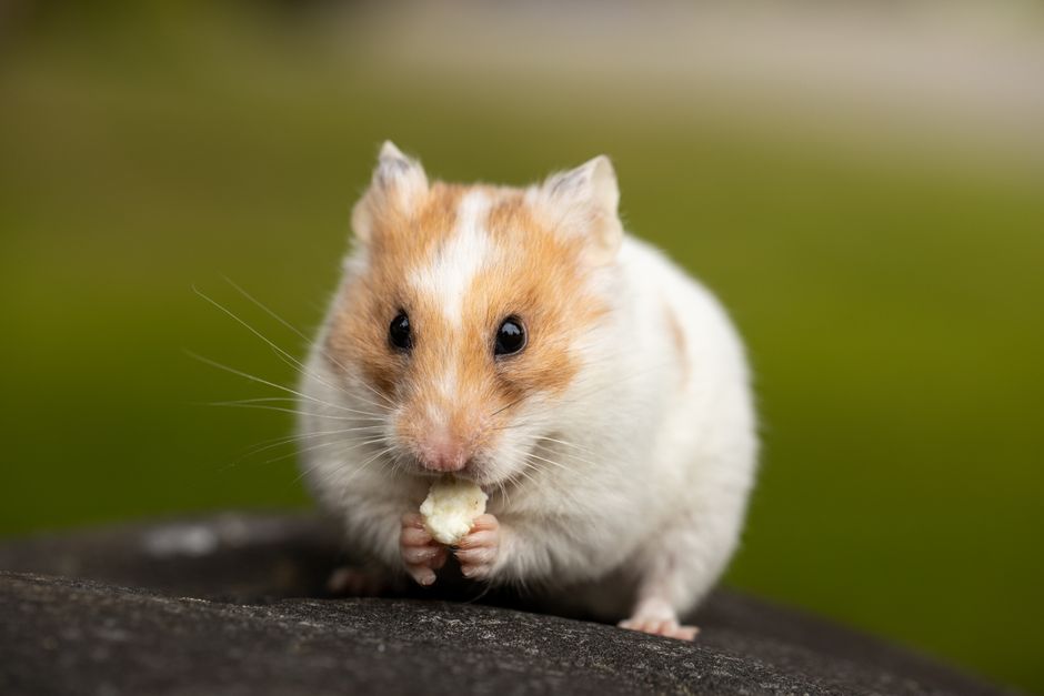 ケージのそばで飼い主に見守られる小動物