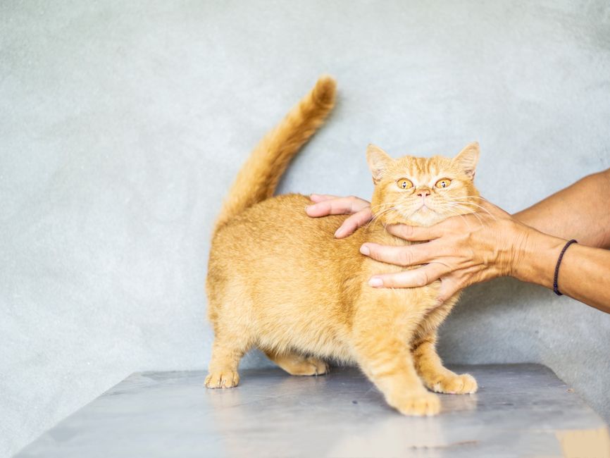 動物病院での診察