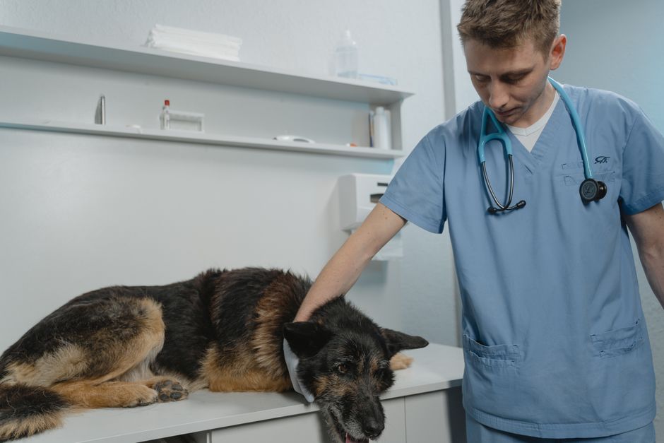 動物病院で小型犬をやさしく診察する様子