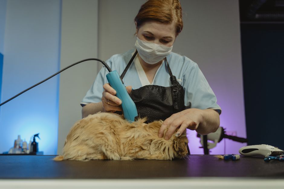 動物病院で獣医師の診察を受ける猫