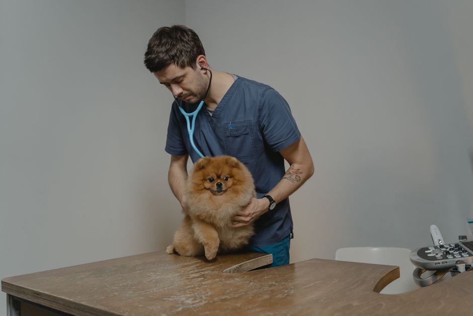 小動物の健康を診てもらう動物病院のイメージ
