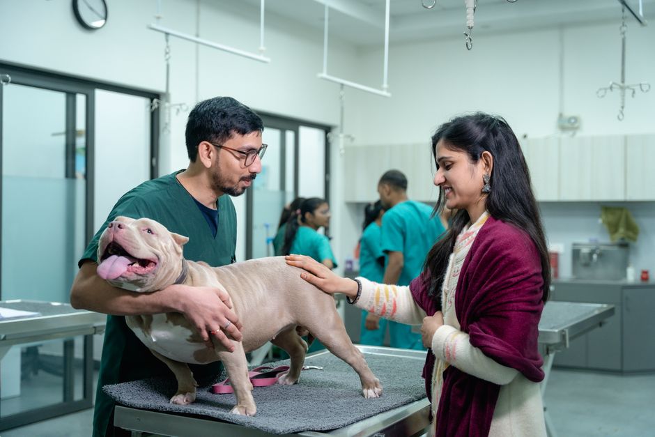 動物病院で小さな生きものを診察する様子のイメージ