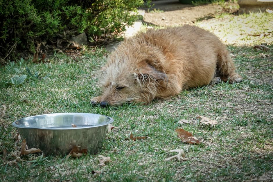 器のそばで休む犬