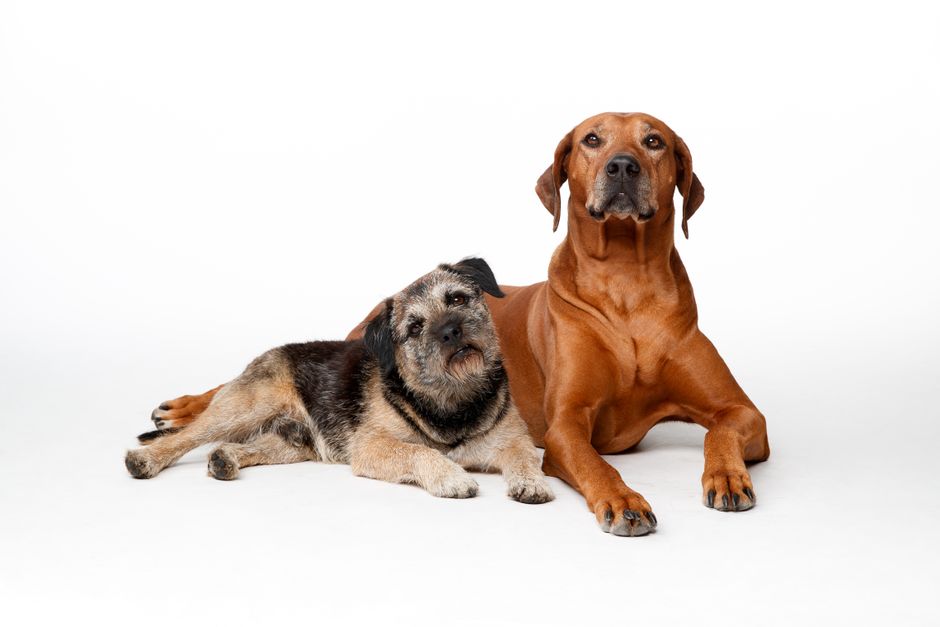 体格の異なる2頭の犬