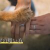 猫の遺骨の扱い方
