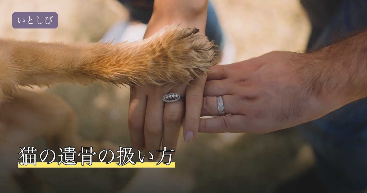 猫の遺骨の扱い方