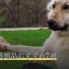犬の介護用品おすすめ7選
