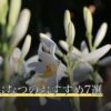老犬用おむつのおすすめ7選