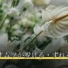 老犬のオムツが脱げる・ずれる対策