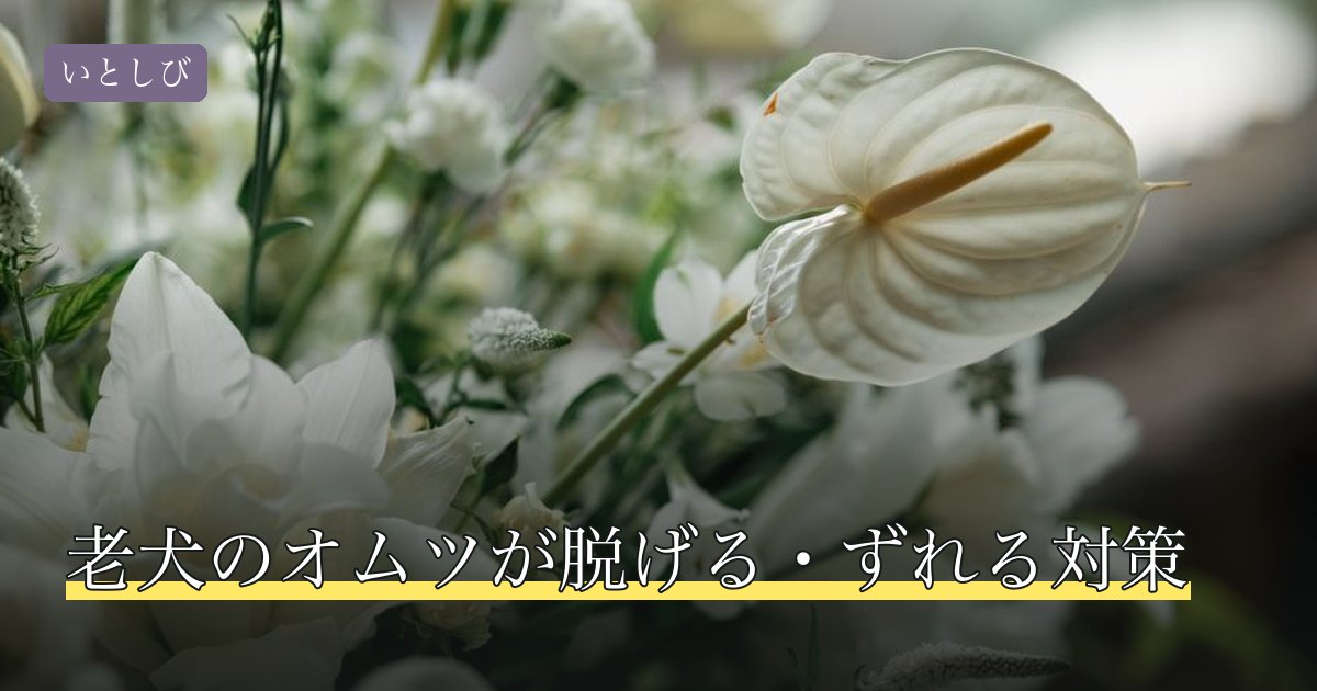 老犬のオムツが脱げる・ずれる対策