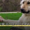 ペット火葬 品川区のおすすめ5選