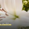 ペット火葬 神戸
