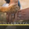 足利市のペット火葬おすすめ4選
