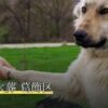 ペット火葬 葛飾区