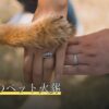 高崎市のペット火葬