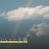 明石市のペット火葬