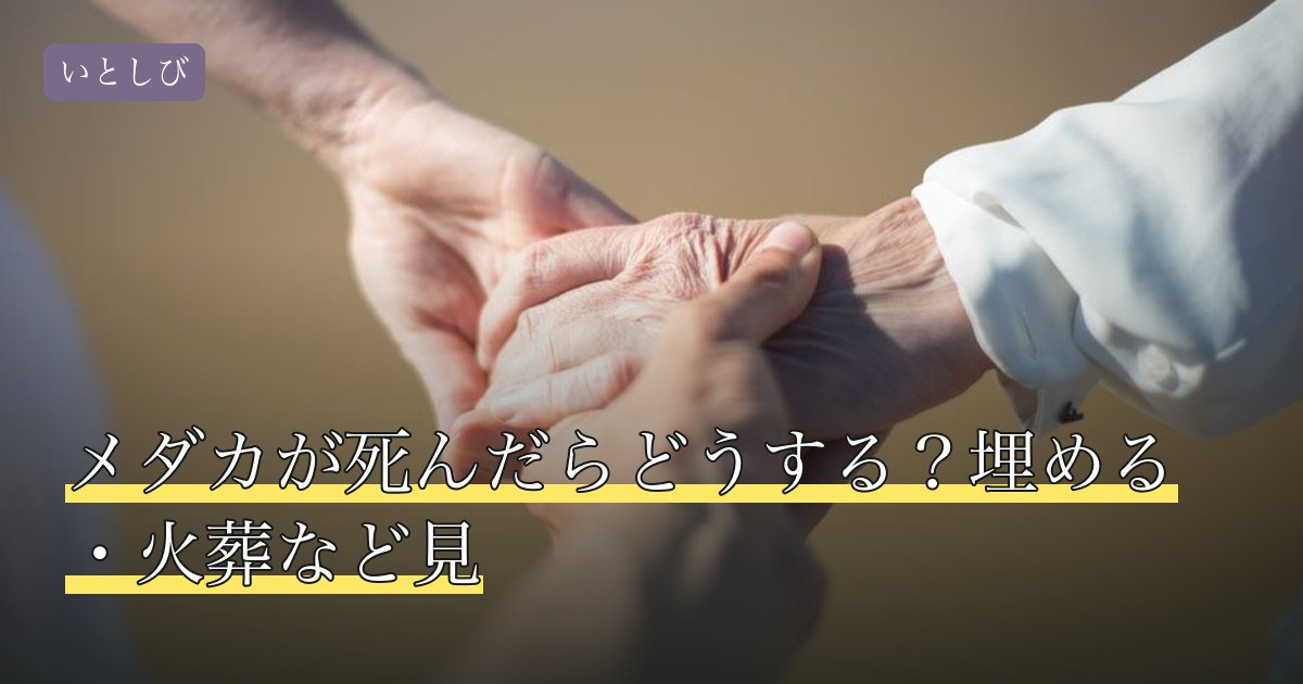 メダカが死んだらどうする？埋める・火葬など見
