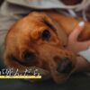 うさぎが死んだら