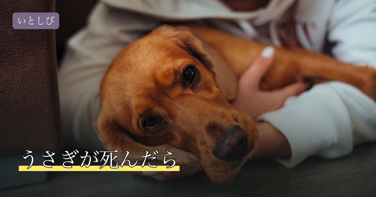 うさぎが死んだら