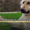ペットの死後に起きる体の変化と対処