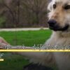 ウーパールーパーが死んだら溶けるのはなぜ