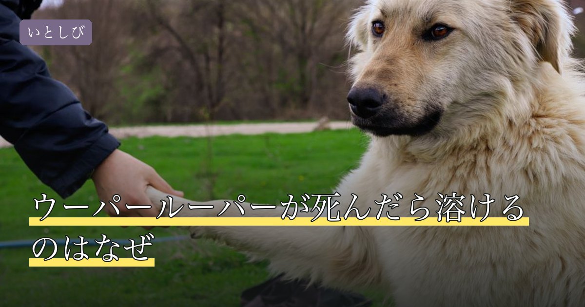 ウーパールーパーが死んだら溶けるのはなぜ