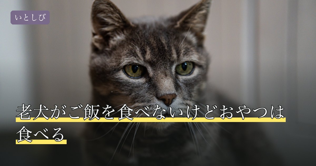 老犬がご飯を食べないけどおやつは食べる