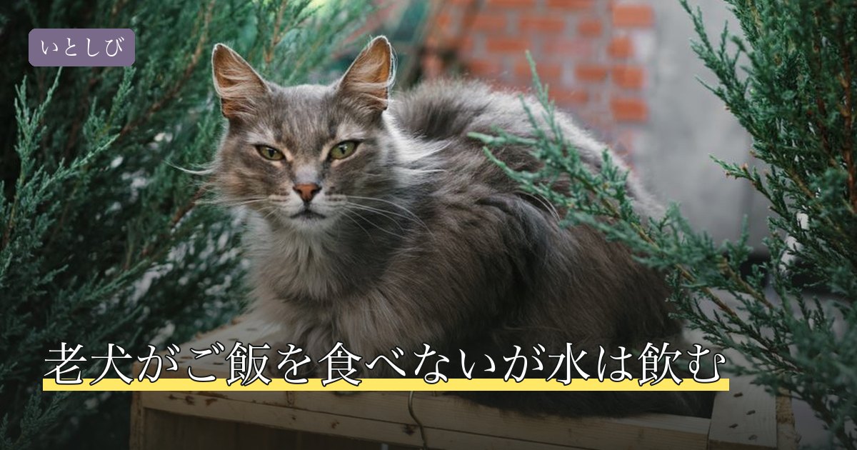 老犬がご飯を食べないが水は飲む