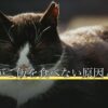 高齢猫がご飯を食べない原因と食事の工夫