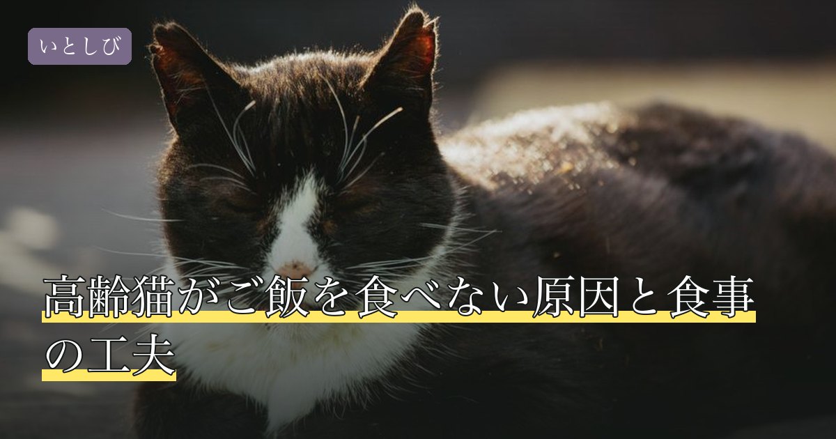 高齢猫がご飯を食べない原因と食事の工夫