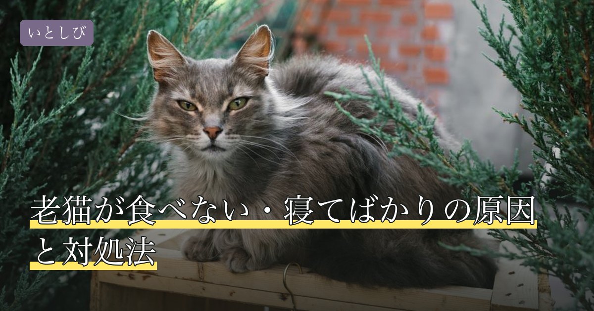 老猫が食べない・寝てばかりの原因と対処法