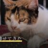 老猫が痩せてきた