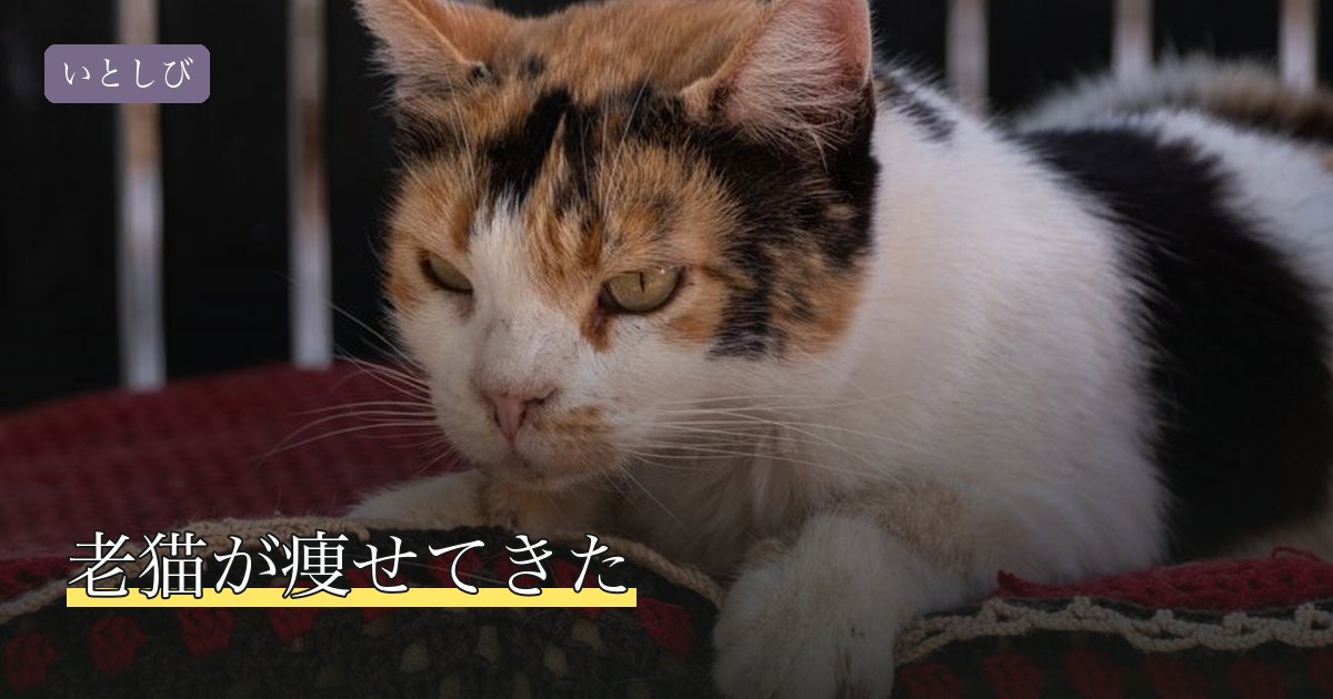 老猫が痩せてきた