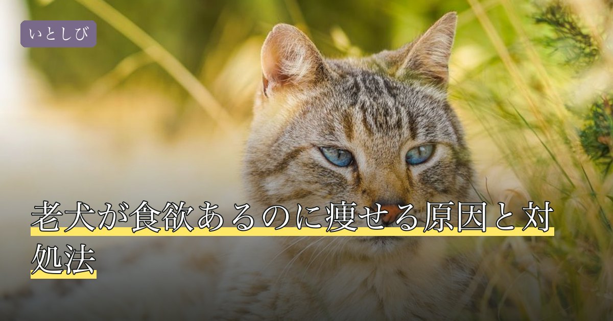 老犬が食欲あるのに痩せる原因と対処法