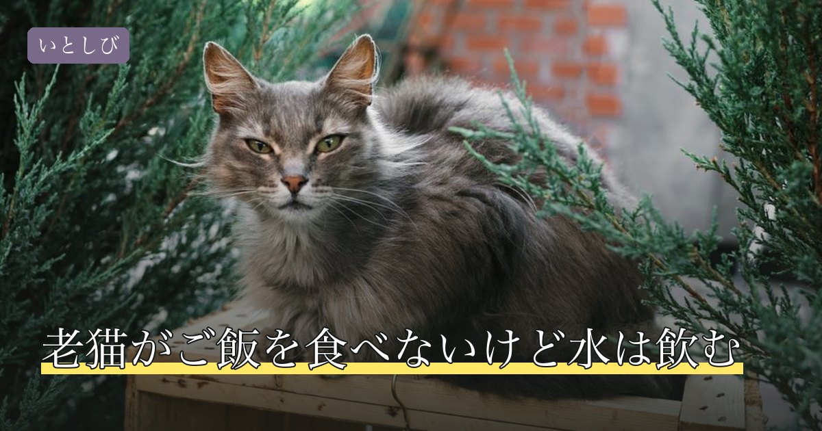 老猫がご飯を食べないけど水は飲む