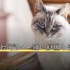 犬の呼吸が荒い・速い原因と受診の目安