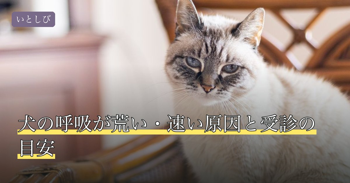 犬の呼吸が荒い・速い原因と受診の目安
