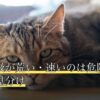 猫の呼吸が荒い・速いのは危険？緊急度の見分け