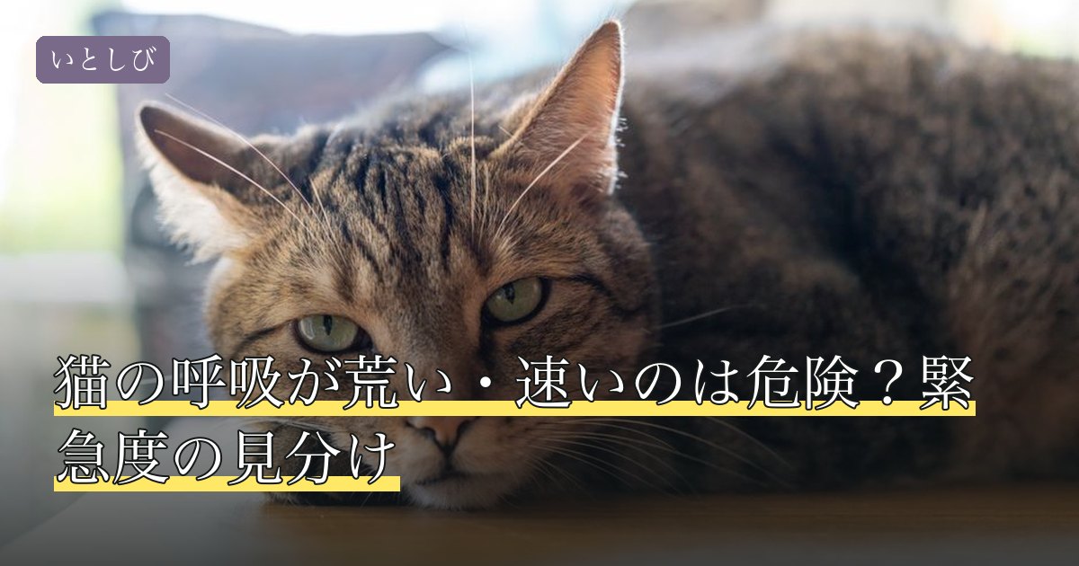 猫の呼吸が荒い・速いのは危険？緊急度の見分け