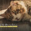 犬がご飯を食べない