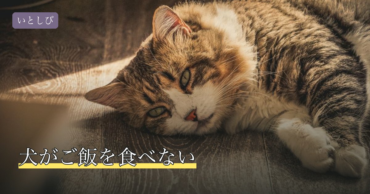 犬がご飯を食べない