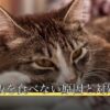 猫がご飯を食べない原因と対処法