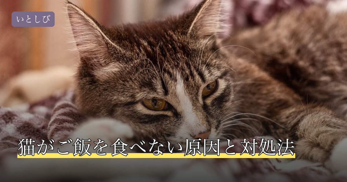 猫がご飯を食べない原因と対処法