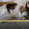 猫がご飯を食べないのにチュールは食べる