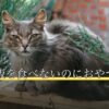 犬がご飯を食べないのにおやつは食べる